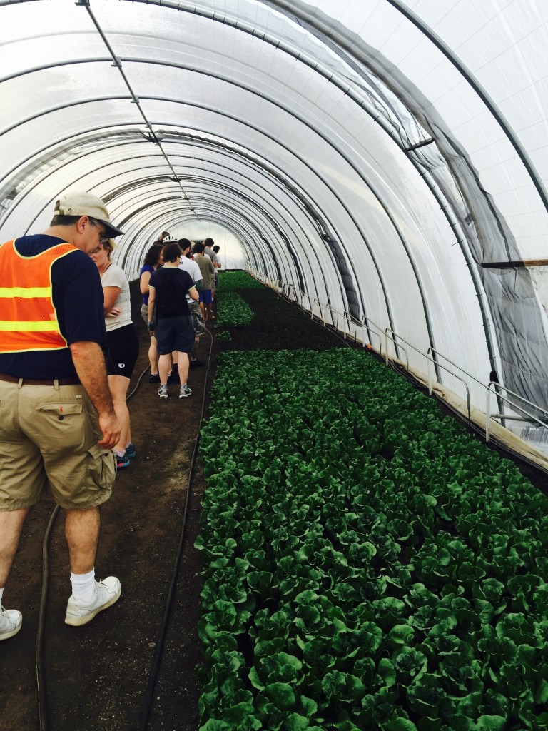 Hoop house lettuces at Atlanta Harvest