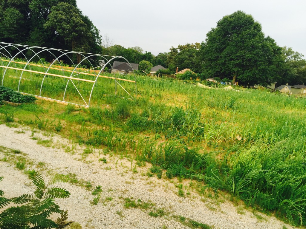 Andy Friedberg's Atlanta Beltline Urban Farm site with cover crops to enrich the soil