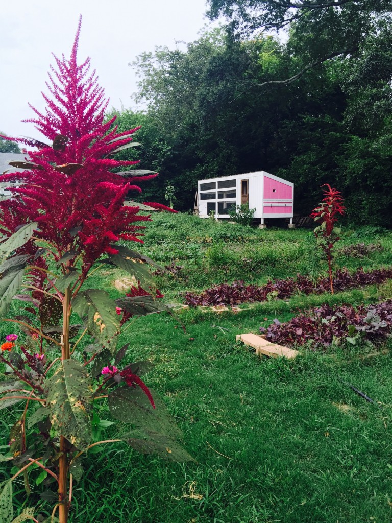 Pretty in pink at Patchwork City Farms